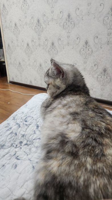 Бритиш короткошерстка