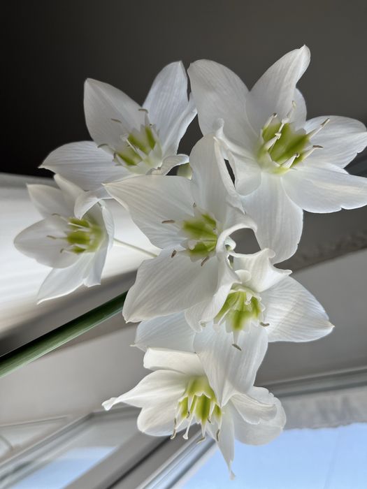 Продам цветы Алазанская лилия