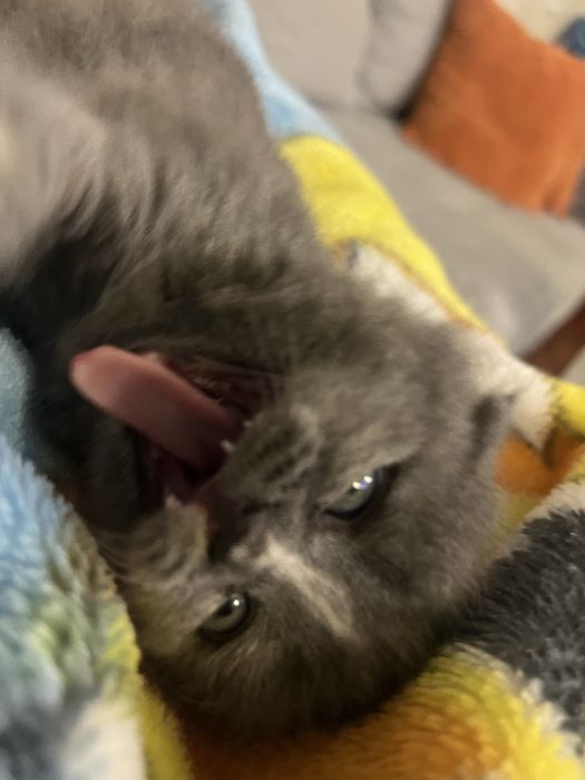 Продам котенка вислаухая 1.5 месяца