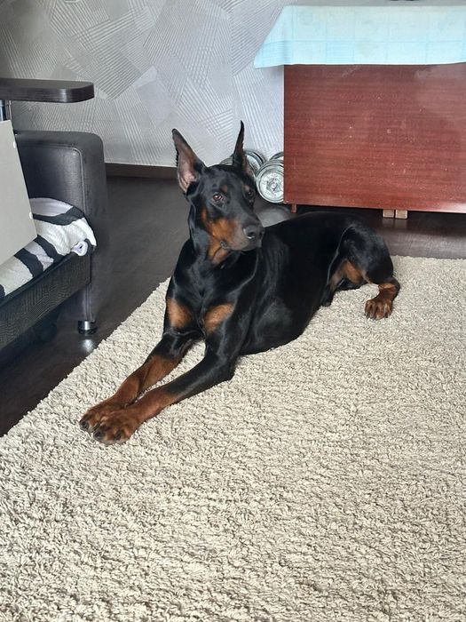 Кобель Добермана ищет подругу