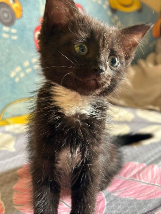 отдам   котёнка