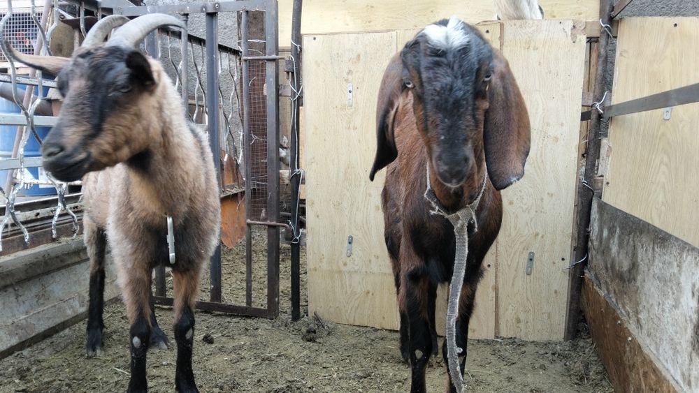 Козы, козлята и козлы