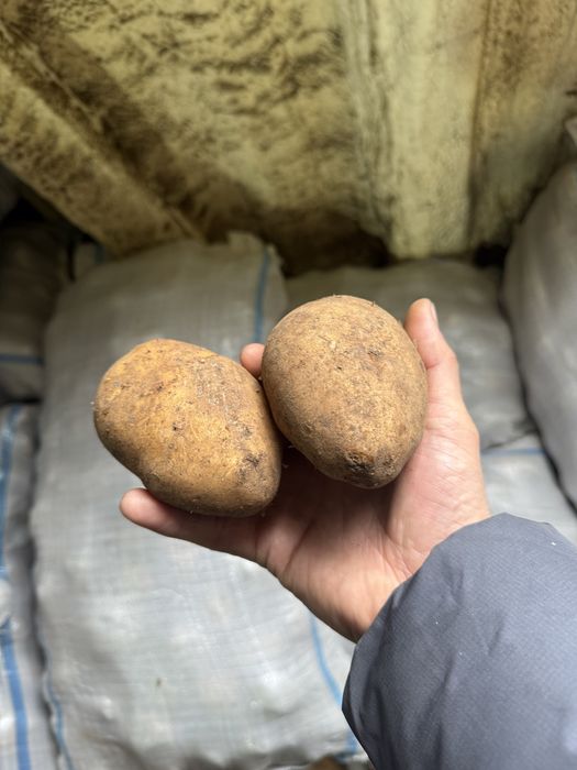 Продам Картофель от Кх