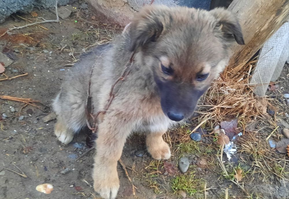 Томпақ сатылады жақсы күшік