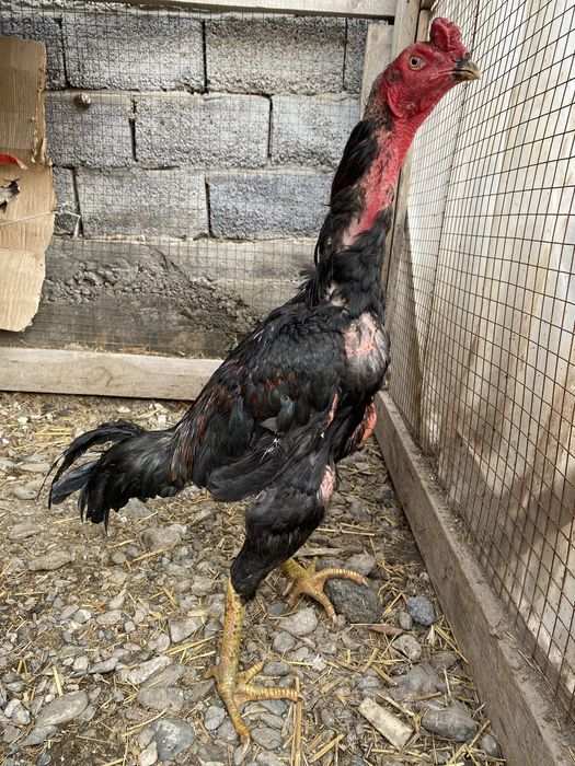 Дакан бойцовый кораз тулек