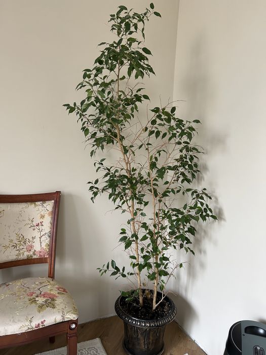 Бенджамин фикус , комнатные  цветы  ,