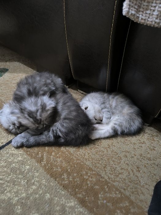 Продам котят полуперс- британец