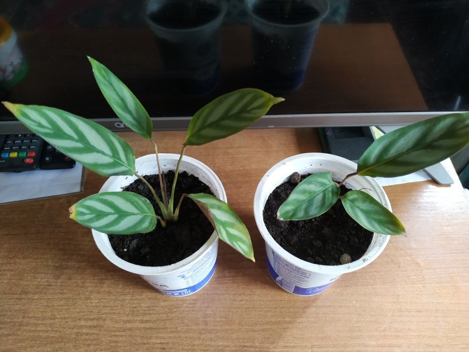 Продам молодые  комнатные растения