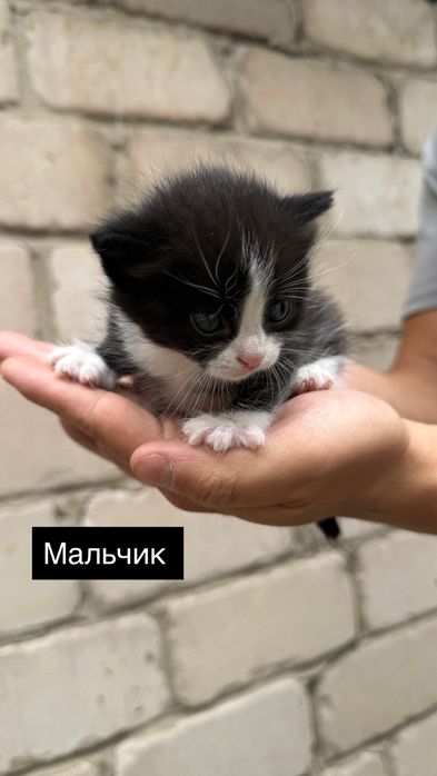 Бронь котят 3 мальчика и 2 девочки