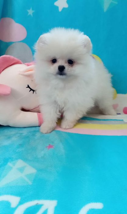 Продам щенков шпица.