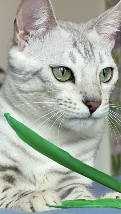 Элитни бенгалски котенца с родословие -снежен,сребърни,кафяви,сини(WCF)