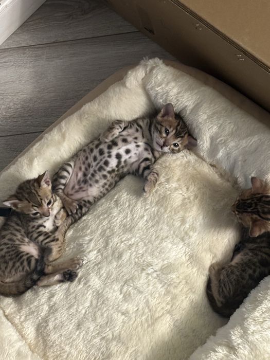 Продаются бенгальские котята