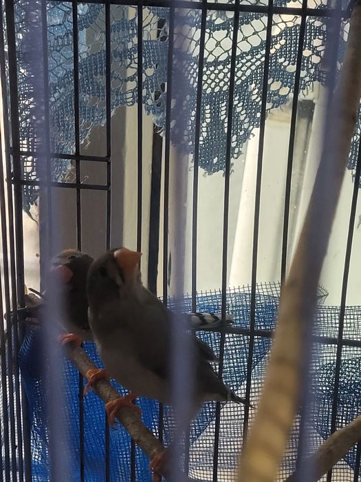 Продам молодых амадинов.