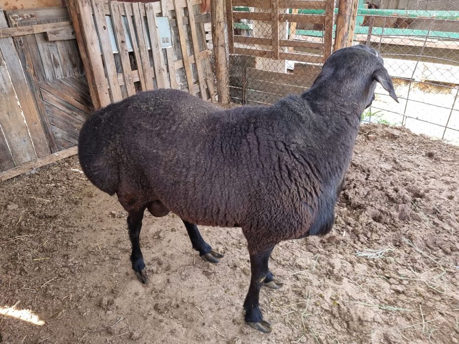 Бараны,қойлар,тоқтылар