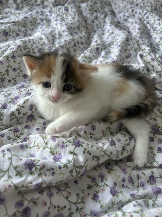 Pui de pisica calico