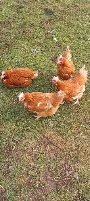 Vand gaini rosi de ouo