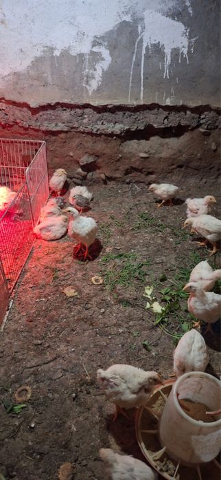 Продам бройлерных цыплят