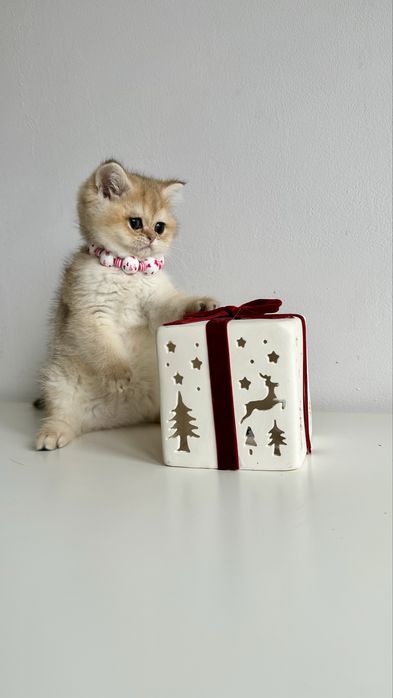 Fetita British Shorthair Chinchilla Gold - Certificat Pedigree