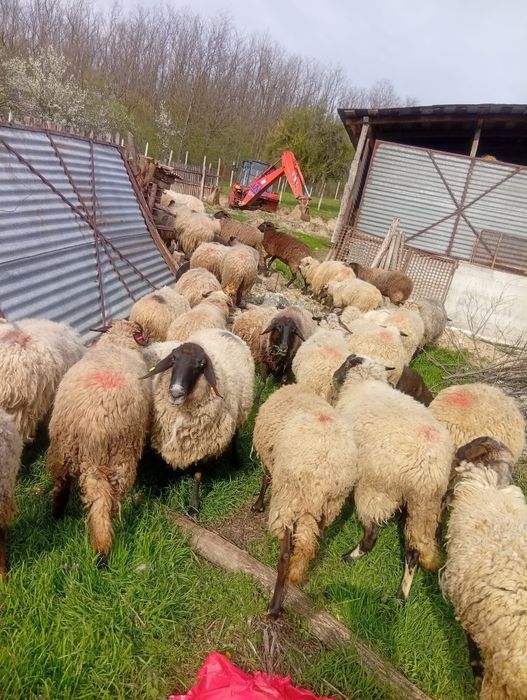 Vând oi tinere corcitura