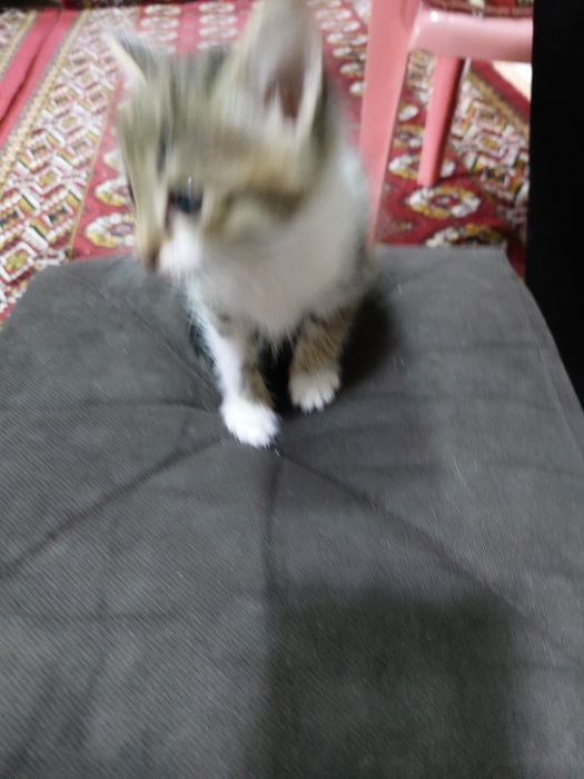 Домашние котята малегькие