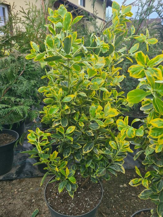 Tuia Smaragd , Leylandii și alte plante ornamentale
