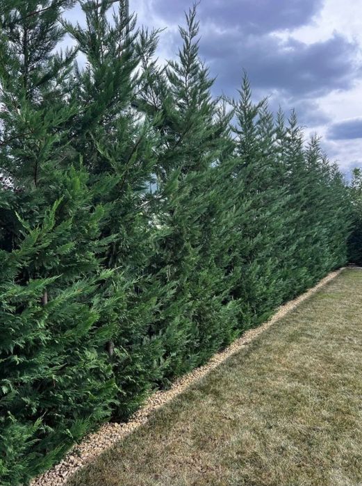 Leylandii Plante ornamentale