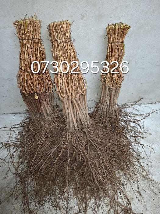 Butași viță de vie Altoita și Hibrida anul 3 de vegetație