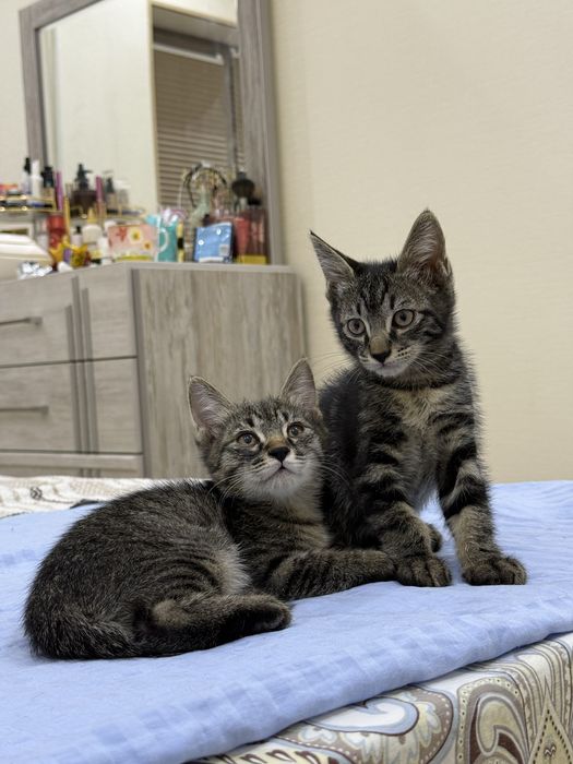 Котята пристраиваются в добрые руки