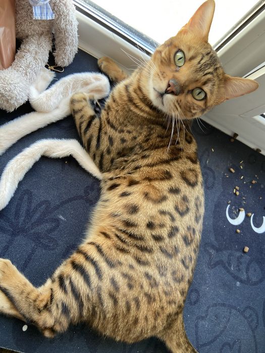 Бенгальский кот леопард