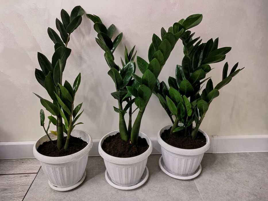 Домашние растения, доставка