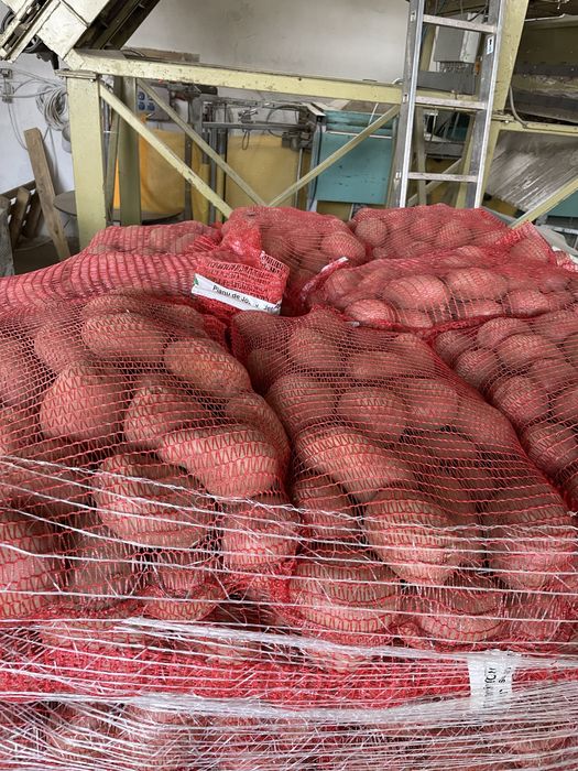 Cartofi rosu Olanda 65/+