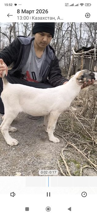 Продам щенка алабай 3 месячный