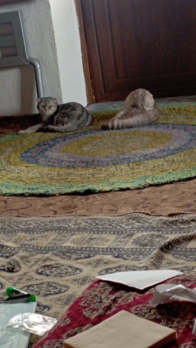 Продаются котик 2 годик Срочно.