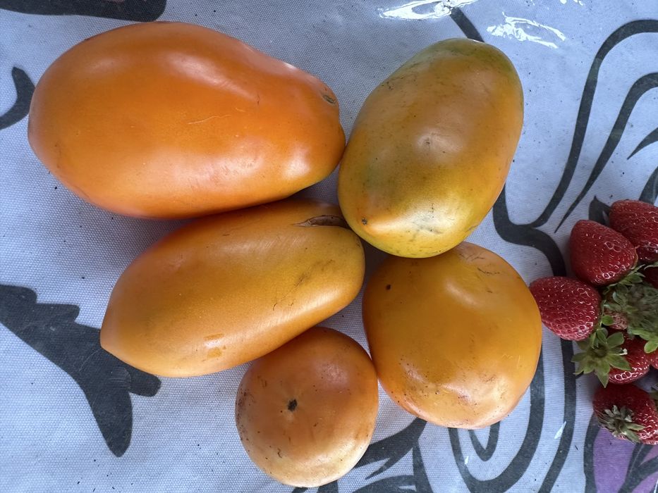 Продам дачные помидоры