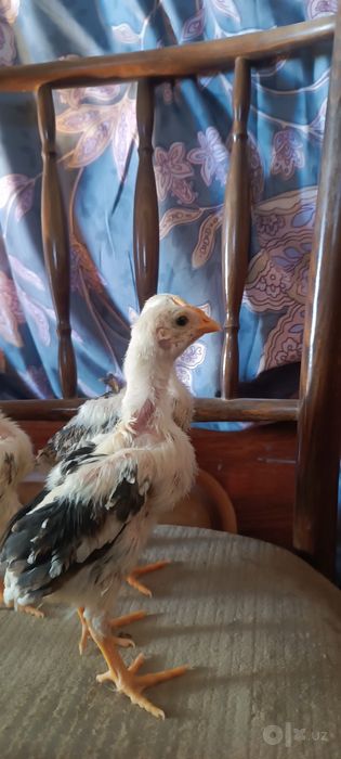 Шалпан жужалар сотувда