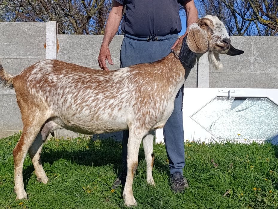 Vând capră anglo nubiană