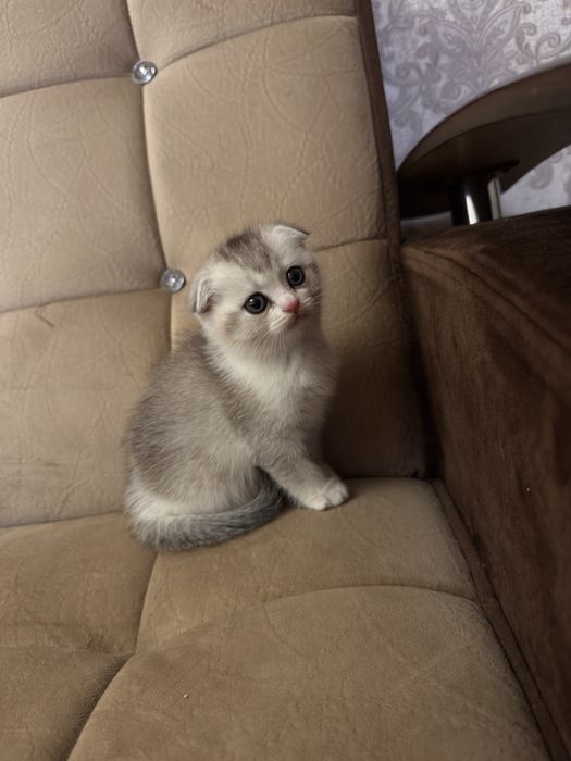 Продаю срочно  серебристую шиншлилу