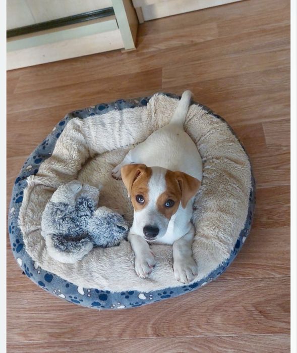 Продам щенка Джек Рассел терьер