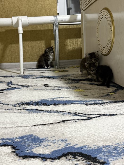 Отдам даром котят