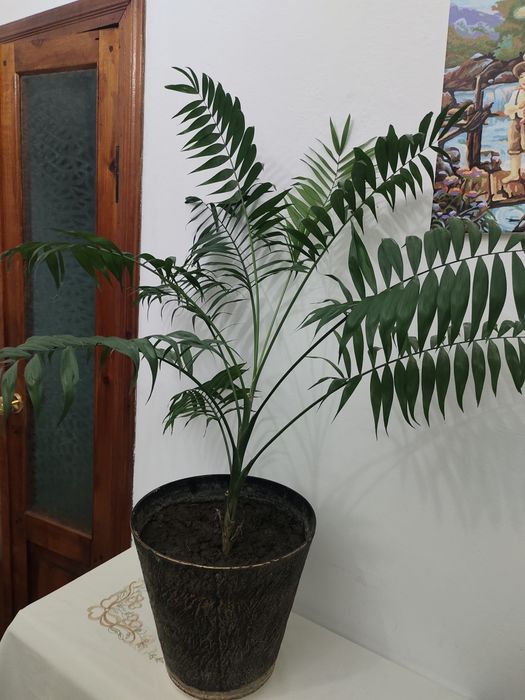 Хамедорея изящная