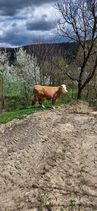 Vand vaca la prima fatare