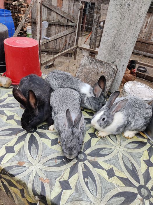 Vând iepuri încrucișați Hycole × Californian × Uriaș German