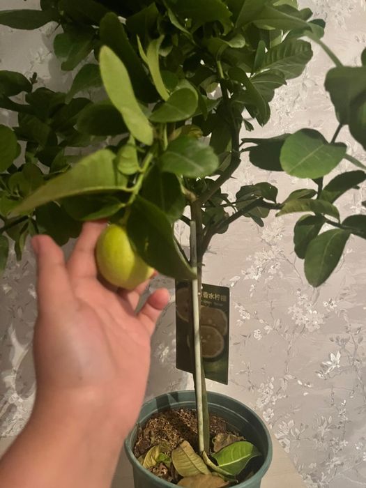 Лимонное дерево живое