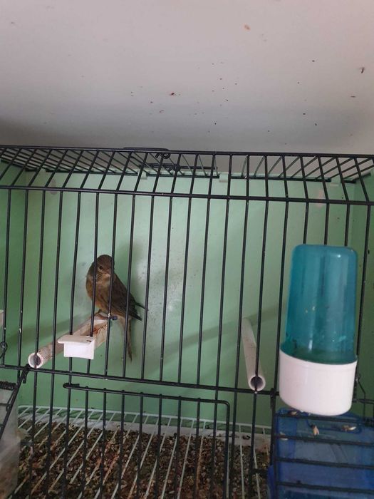 Desfiintez crescatoria de canari