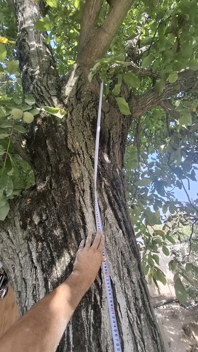 Ёнгок дарахти сотилади