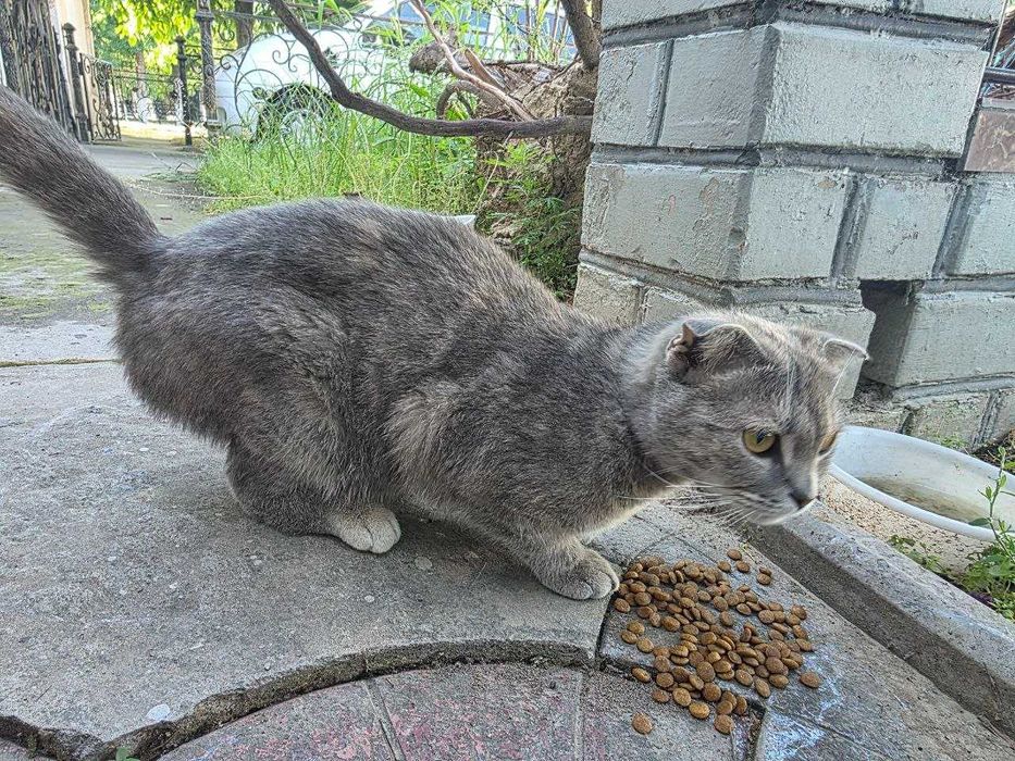 Бесплатно кошка, Юнусабад телевышка