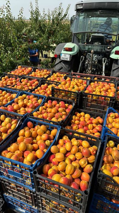 Продавам кайсия за компоти