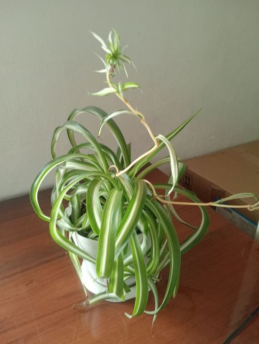 Домашние Цветы...