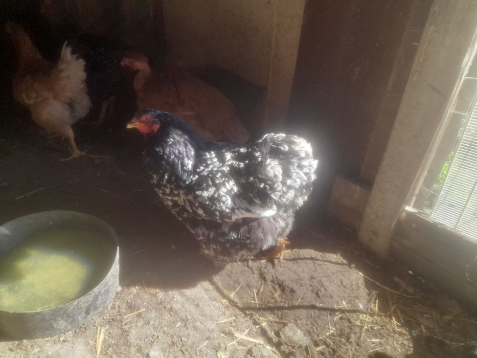 Vind sau schimb ciocinia urias