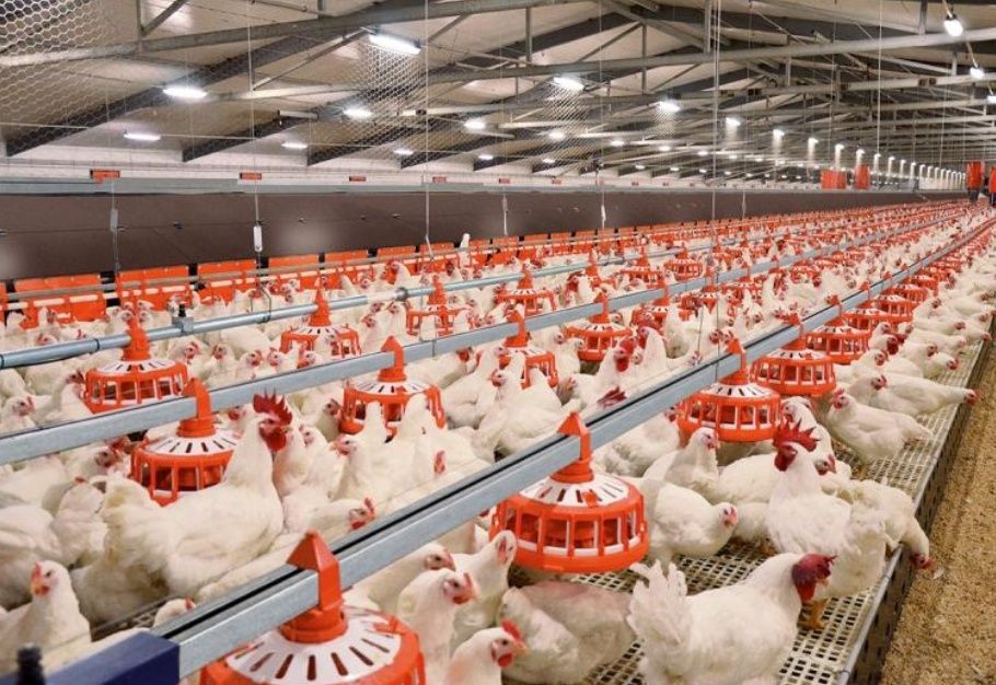 Хлорелла для птицеводство